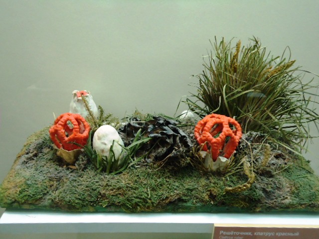 IPB Image