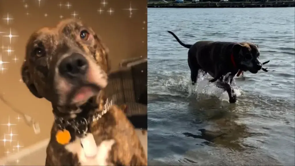 Rescue Dog's 15th Birthday Celebration