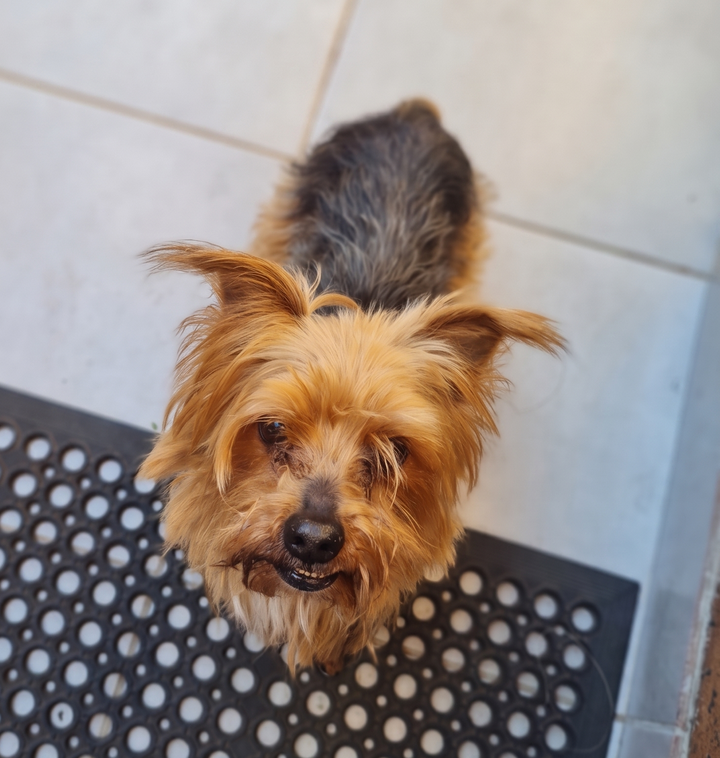Senior blind male Yorkshire Terrier Benji looking up for adoption in Fourways Gauteng