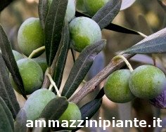 Piangente Olive tree