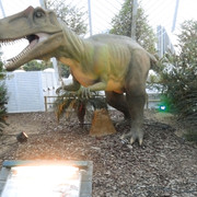 Allosaurus