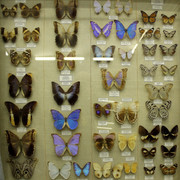 IMG-1890