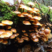 DSC00351