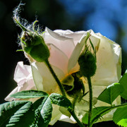 IMG-6185