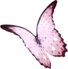 MC-Scraps-Alot-Butterfly-Garden-E02