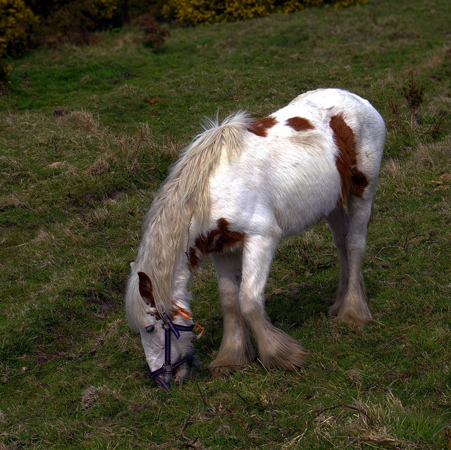 IMGP0868.jpg