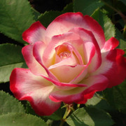 2012-004-edorig