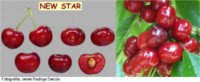 Variétés de cerises: New Star