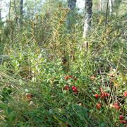 DSC00098