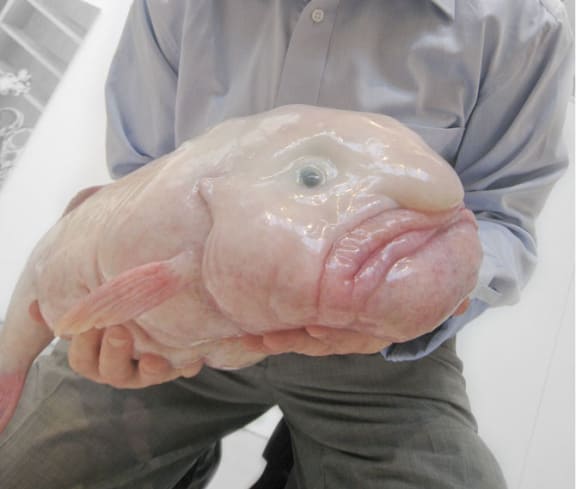 Blob-Fish.jpg