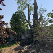 Motta Backyard (29)