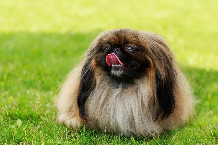 Is Pekingese a Good Fit for You?