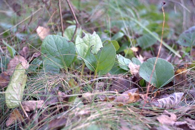 DSC7451-result.jpg