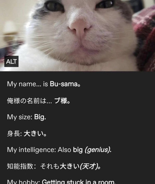 JPEG image