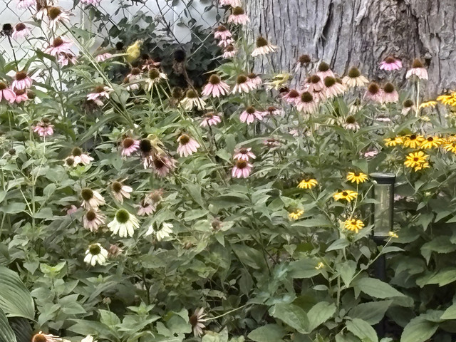 IMG 4647.jpg
