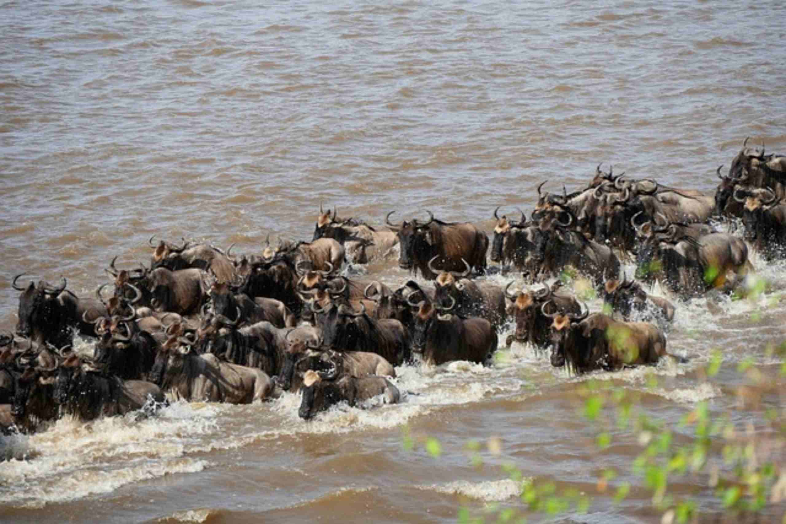 An image showing wildebeest migration as they cross the Mara River.
