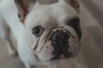 The Rise of Automated Pet Feeding for Busy French Bulldog Owners
