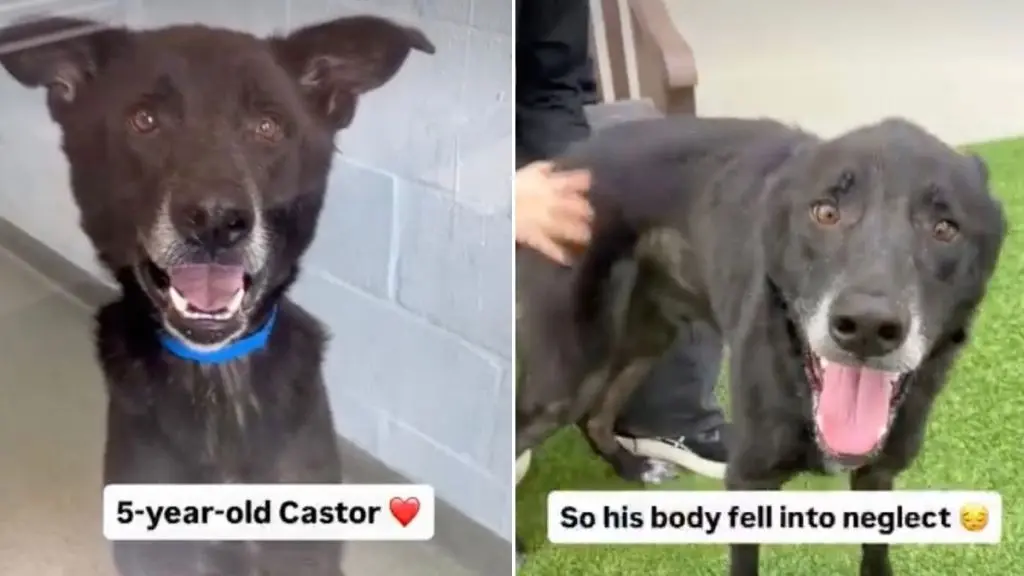 Service Dog Seeks New Home After Owner's Health Challenges