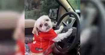 Florida Dog Vanishes, Reappears 1,000 Miles Away