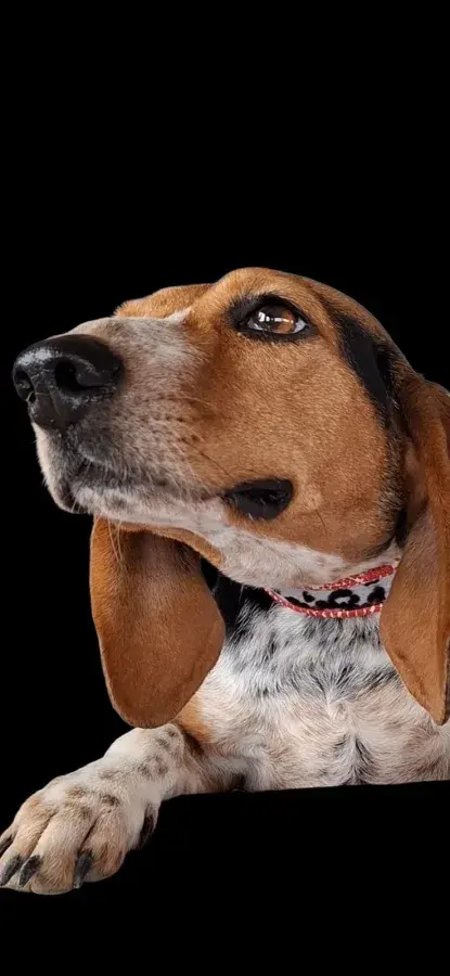 Meet Smiler, the Charming Three-Year-Old Hound Cross Looking for a Forever Home