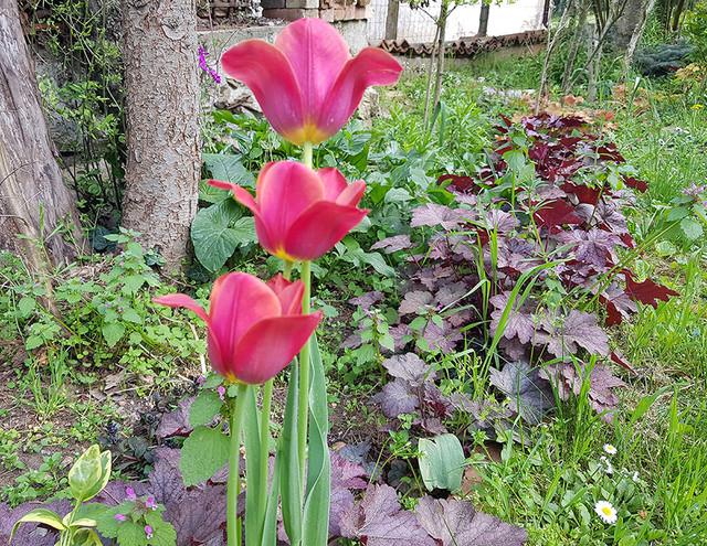 tulip1