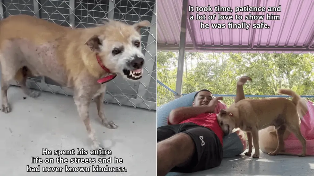 From Fear to Love: The Transformation of a Rescue Dog