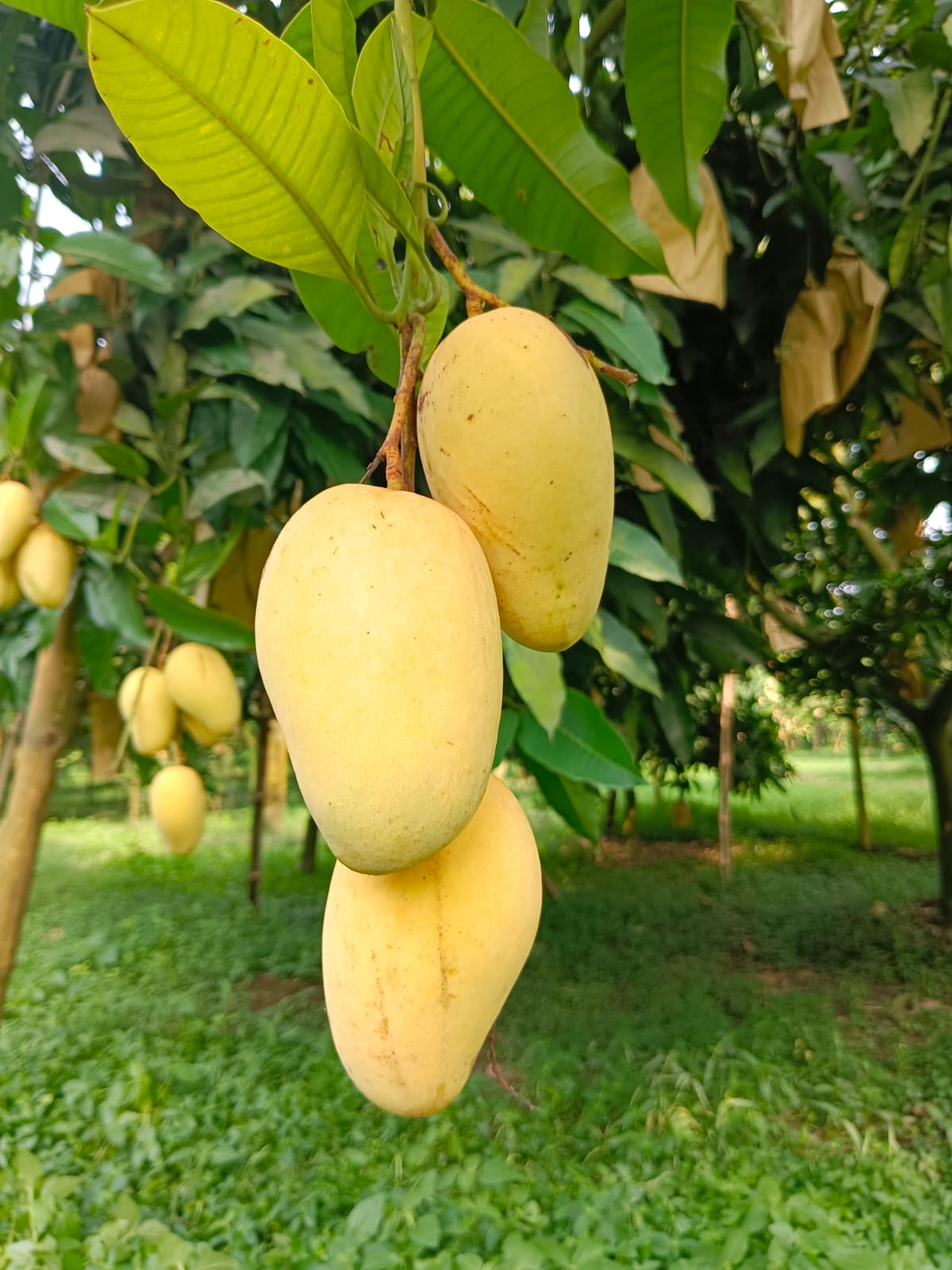 কাটিমন আম | Katimon mango