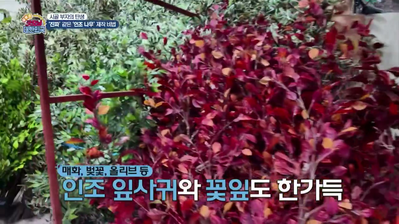 굿모닝대한민국 고양 인조나무 추가 캡처 1