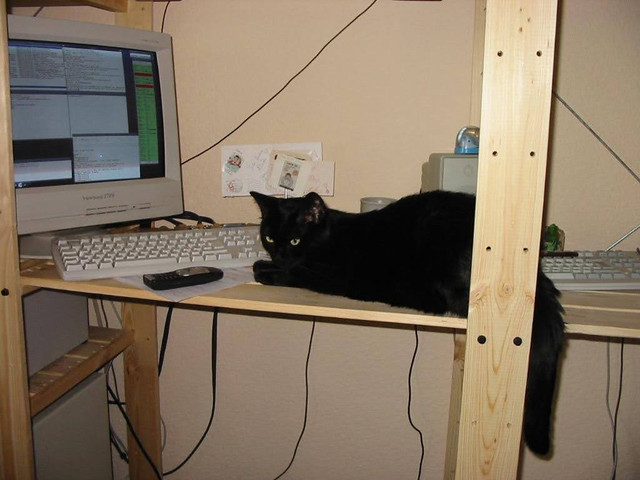 gizmokitty
