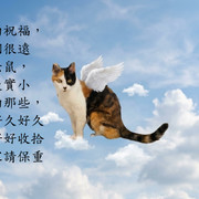 花花翅膀要去抓老鼠