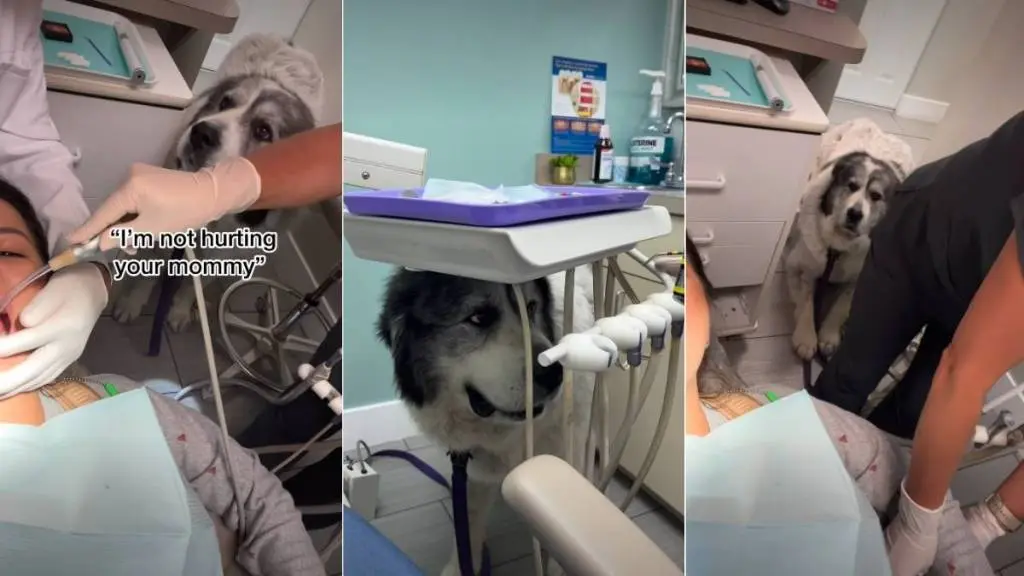 Dog Refuses to Leave Mom at Dentist