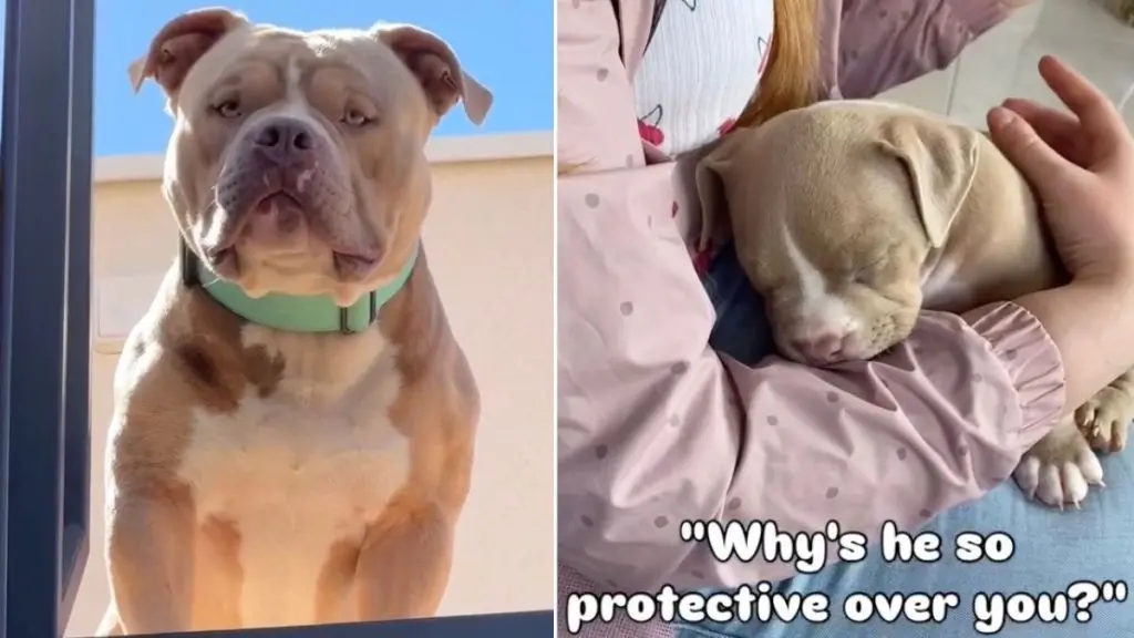 Loyal Guardian Dog Shows Deep Devotion to His Owner