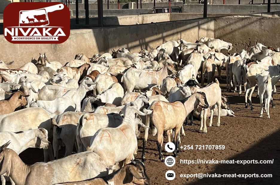 High-quality fresh sheep meat processing Kenya for export