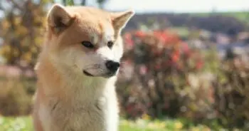 Top Pet Insurance for Akitas
