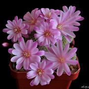 Rebutia-perplexa
