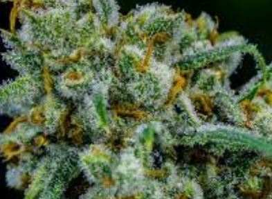 https://apollocannabis.ca/.jpg