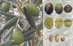 Olivo Alfafara Olfa Alfafara, Alfafara Olive, Alfafareña, Alfarenca, olive grove