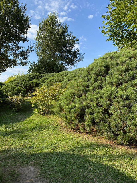 IMG-0603