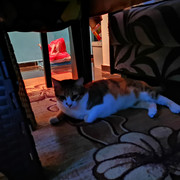 bsh