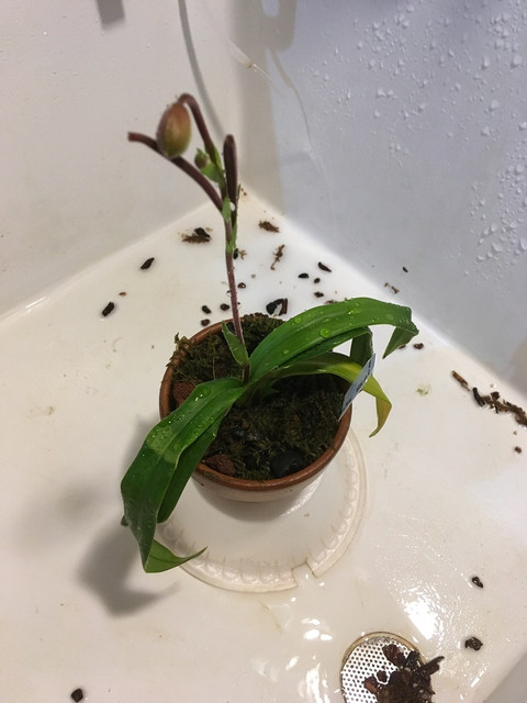 andplant.jpg