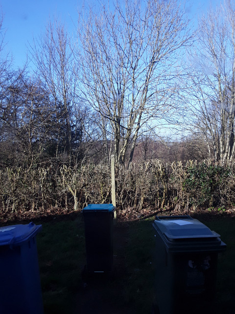 The view of the woods that my kitchen looks out on too. Beautiful,  cannot wait to see how it looks in full bloom in the summer
