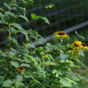 DSC5507