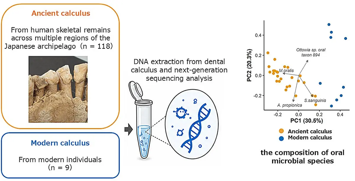 Ancient Dental Calculus Reveals Japan's Oral Microbiome Shifts