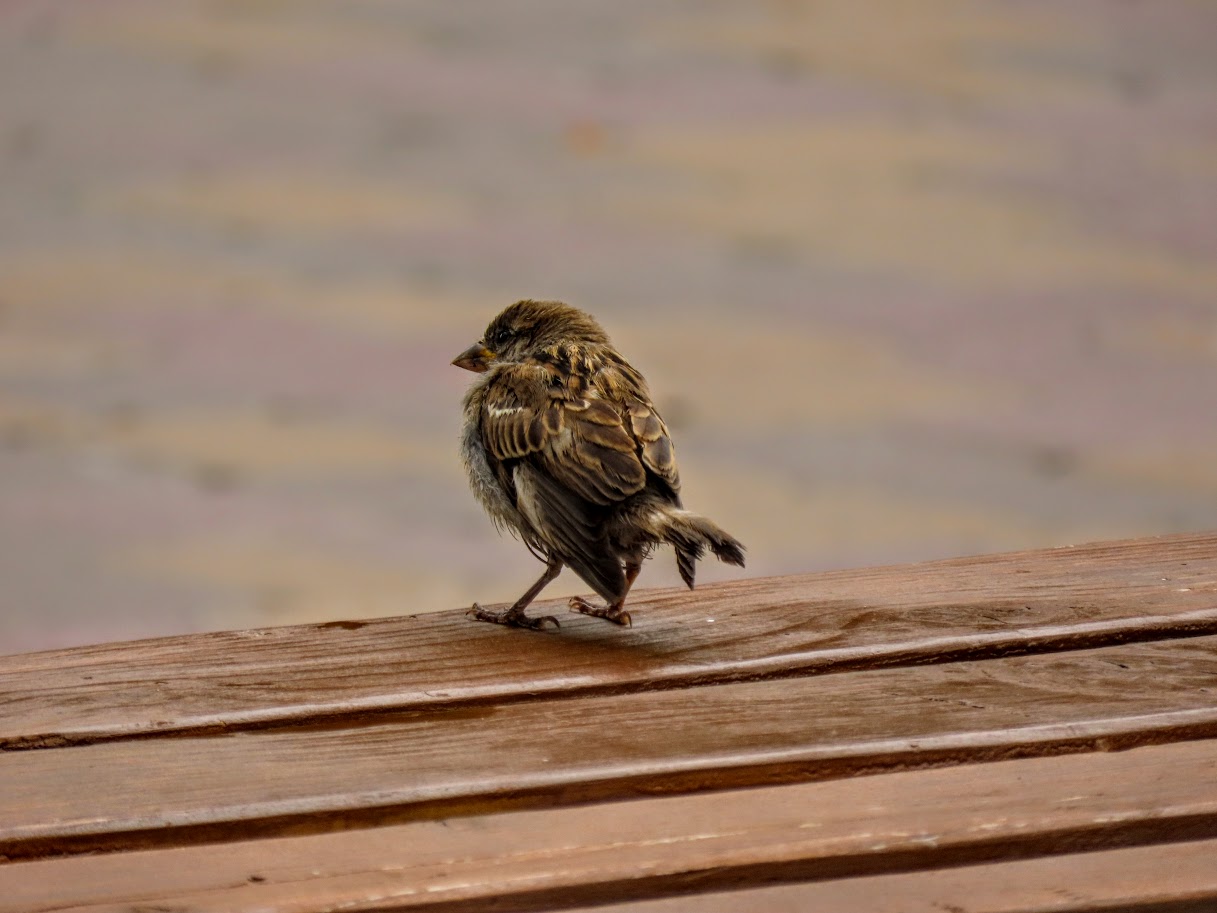 воробышек рассказ на дзен. армянская сказка воробей. максим горький "воробьишко". несмышленый воробей. домовой воробей.