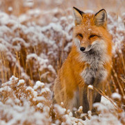 wallpaperbetter-com-1920x1080treert