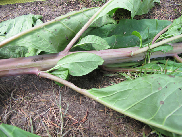 unknown plant 01.png