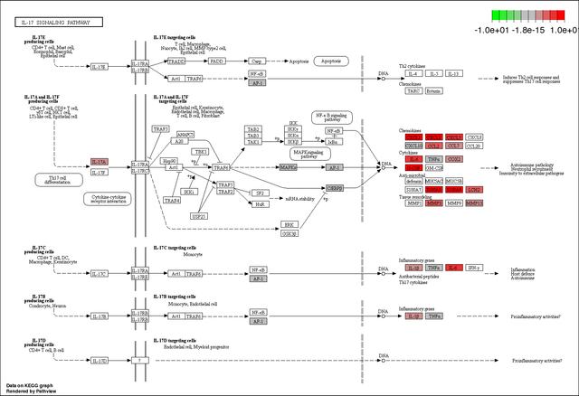 mmu04657 pathview