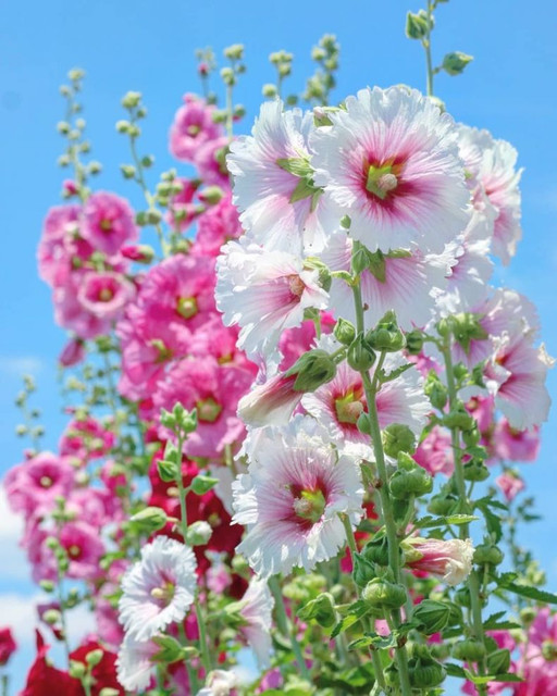 malva-33