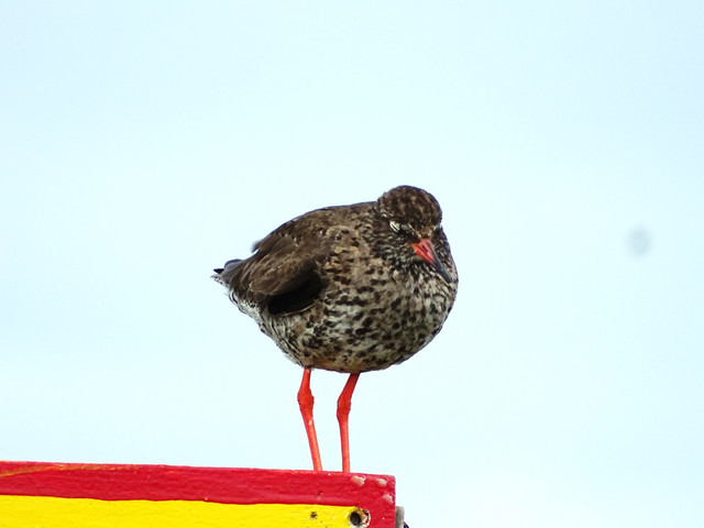 DSC09601