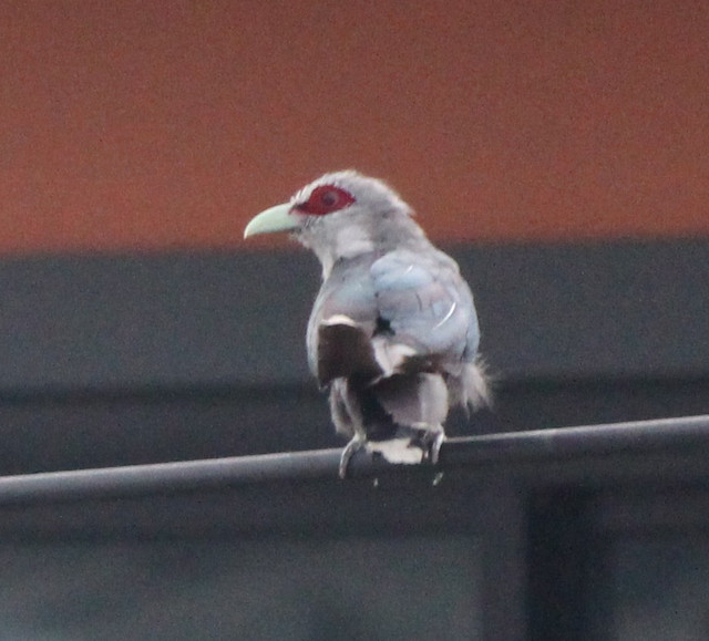 IMG 2566.jpg